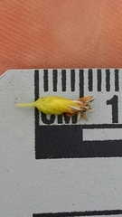 Solidago nemoralis decemflora