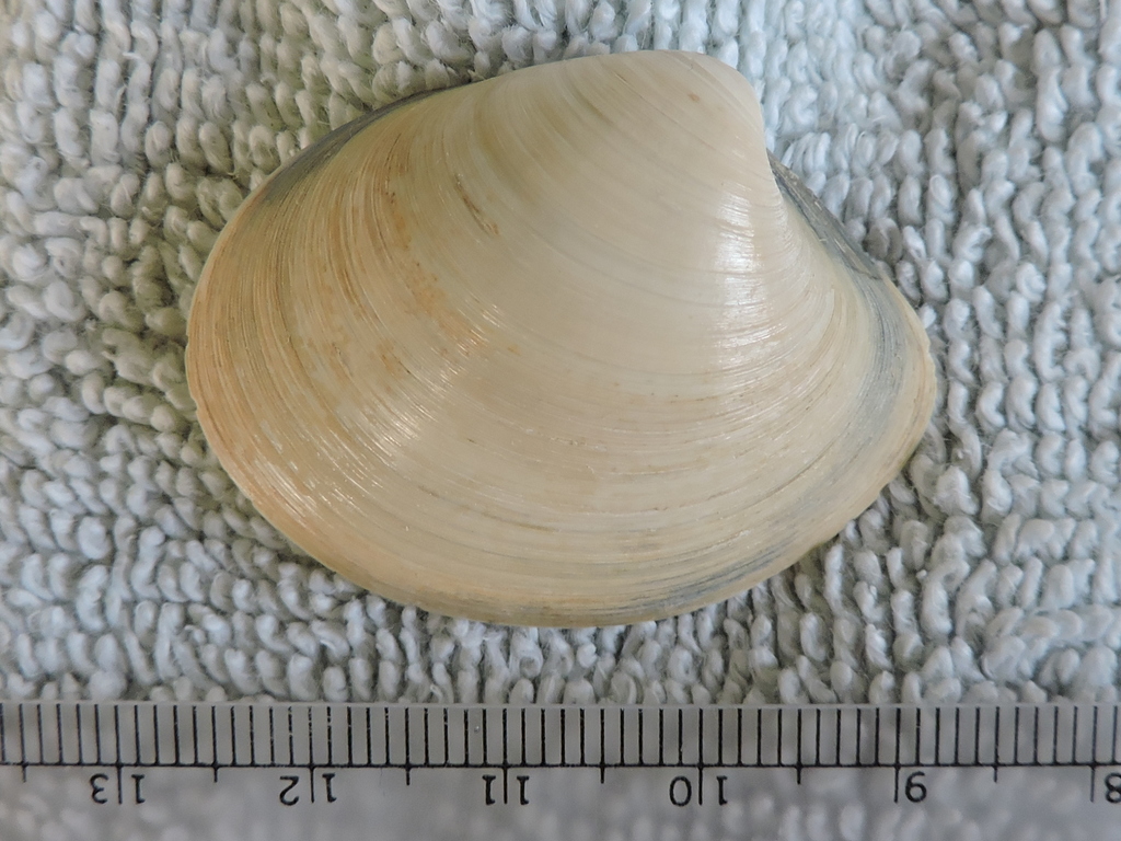 texas venus