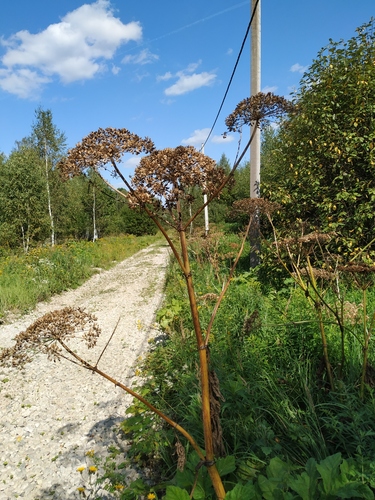 Sosnovskio barštis nuotrauka