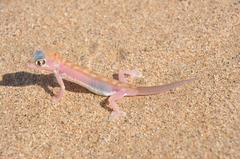 Pachydactylus rangei