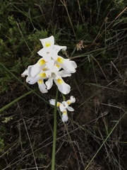 Moraea fugax