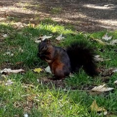 Sciurus carolinensis