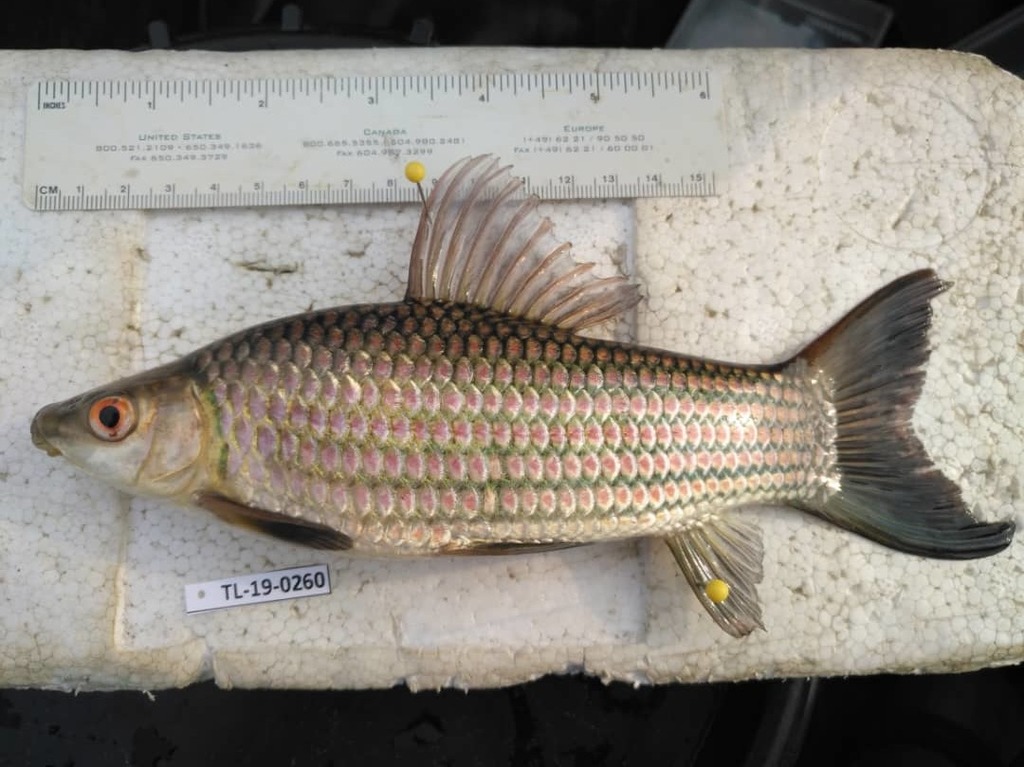 Streep-labeo (Labeo lineatus) — Cyprinidae