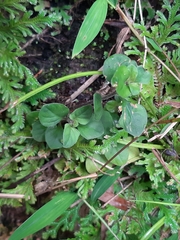Lysimachia japonica