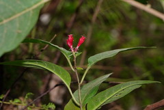 Cestrum elegans