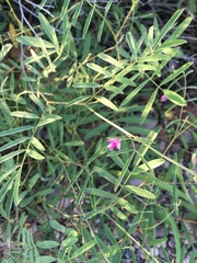 Tephrosia vicioides