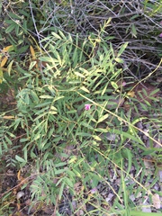 Tephrosia vicioides