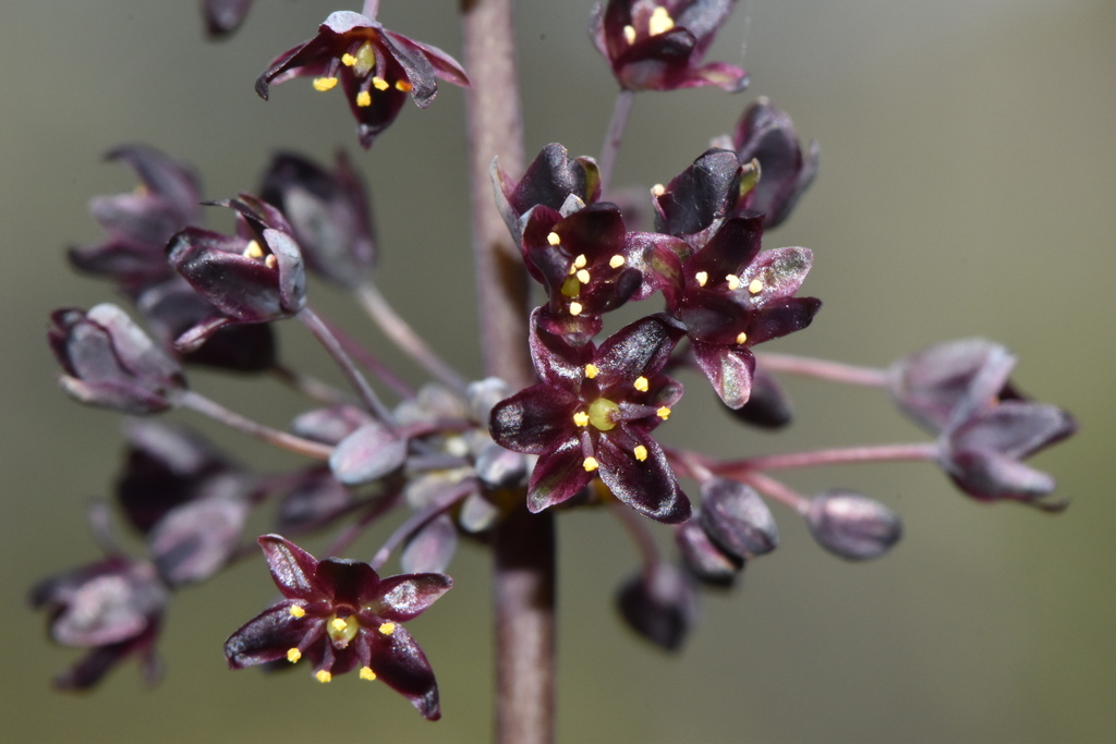 Lomandra purpurea