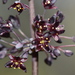 Lomandra purpurea - Photo (c) Joey Santore,  זכויות יוצרים חלקיות (CC BY-NC), הועלה על ידי Joey Santore