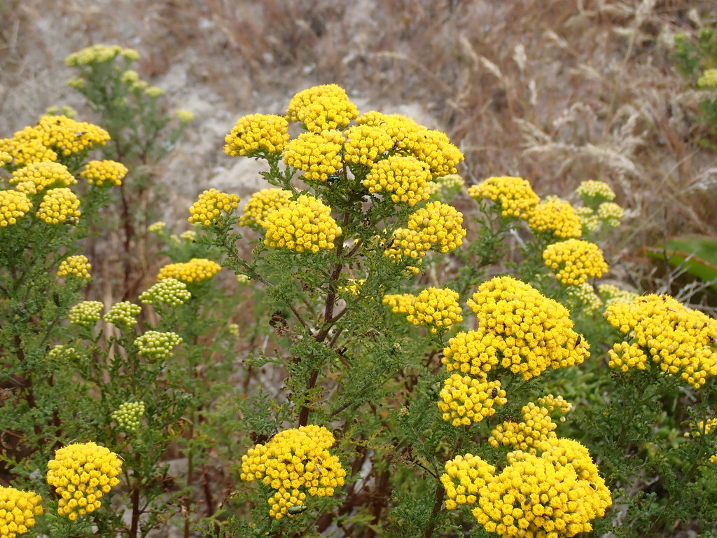 Sandveld Stinkweed
