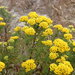 Sandveld Stinkweed - Photo (c) Andrew Massyn, some rights reserved (CC BY-NC), uploaded by Andrew Massyn