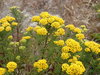 Sandveld Stinkweed - Photo (c) Andrew Massyn, some rights reserved (CC BY-NC), uploaded by Andrew Massyn