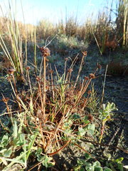 Juncus caespiticius