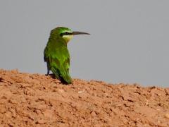 Merops persicus