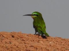 Merops persicus