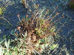 Juncus caespiticius