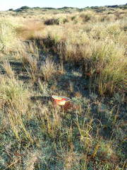 Juncus caespiticius