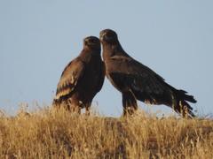 Aquila nipalensis