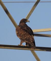 Aquila nipalensis
