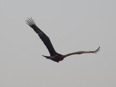 Aquila nipalensis