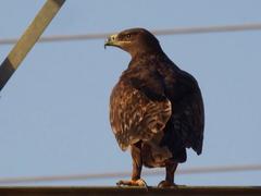 Aquila nipalensis