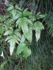 Tectaria phaeocaulis