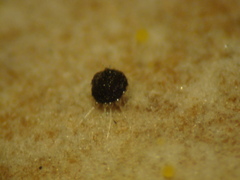 Phyllactinia