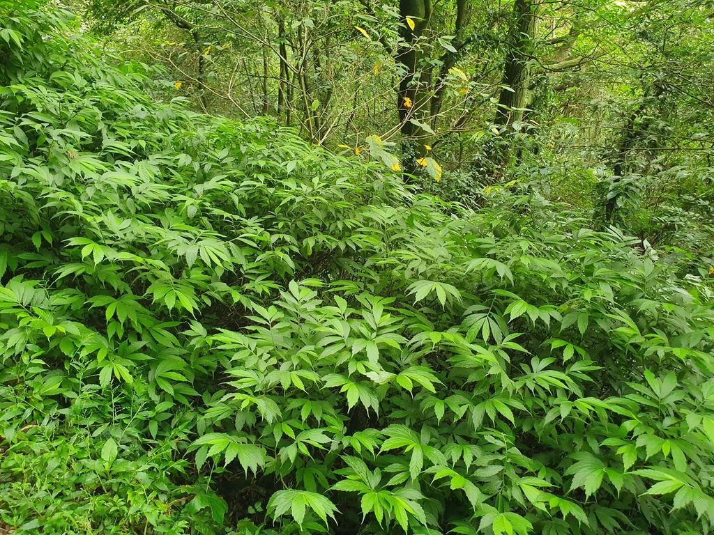 Large lineolate Elatostema