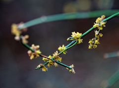 Ephedra foeminea