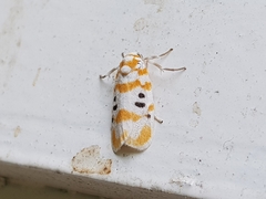 Cyana intercomma