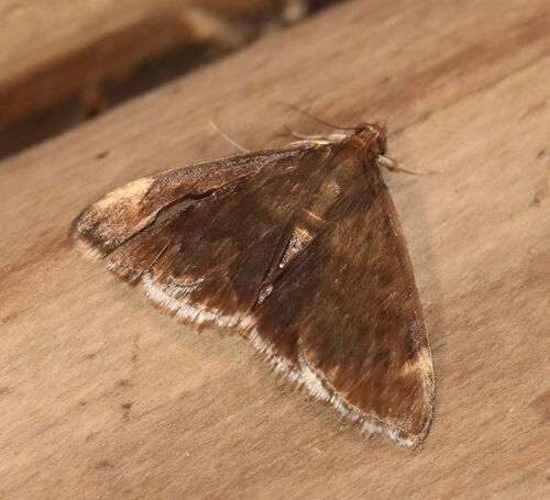 White-fringed Pyrausta Moth photo 3