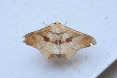 Semiothisops macariata