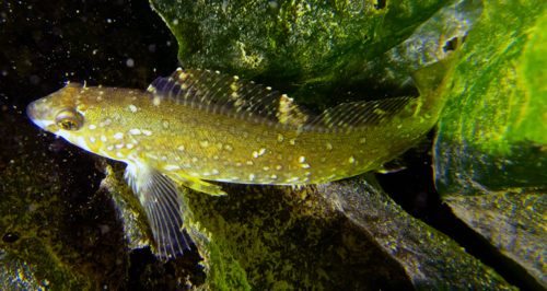 Whitespotted Greenling
