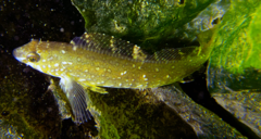 Hexagrammos stelleri