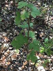 Ribes menziesii