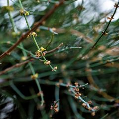 Ephedra foeminea