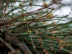 Ephedra foeminea