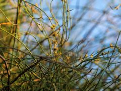 Ephedra foeminea