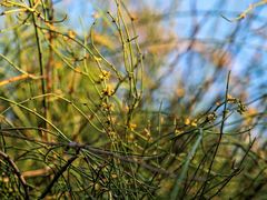 Ephedra foeminea