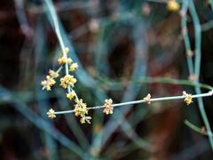 Ephedra foeminea