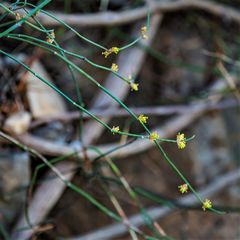 Ephedra foeminea