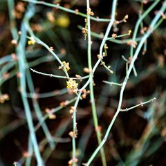 Ephedra foeminea