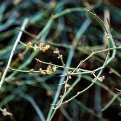 Ephedra foeminea