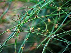 Ephedra foeminea