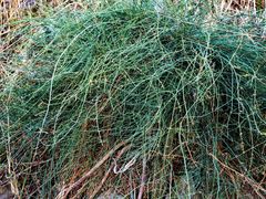 Ephedra foeminea