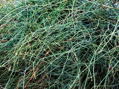 Ephedra foeminea