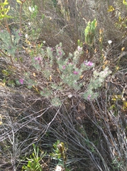 Indigofera hannariae