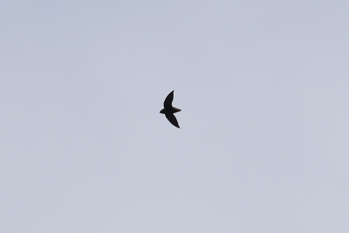 Short-tailed Swift (Chaetura brachyura), photo 4