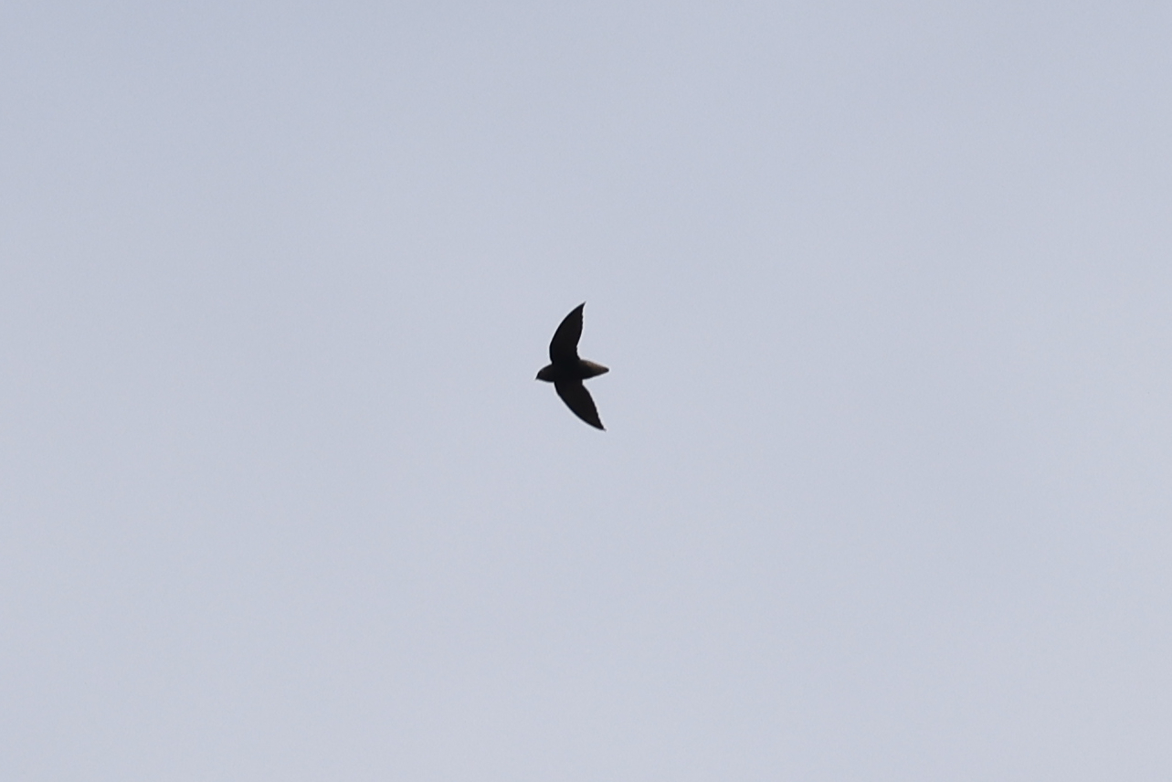 Short-tailed Swift (Chaetura brachyura), photo 7