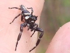 Sandalodes bipenicillatus